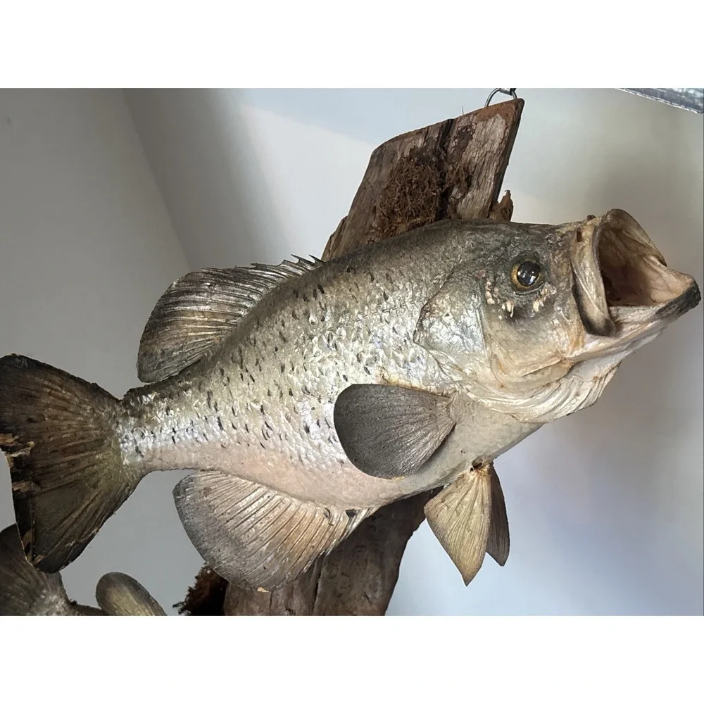 2 Fish Taxidermy Wall Mount on Driftwood (Crappie? Smallmouth Bass? - 14